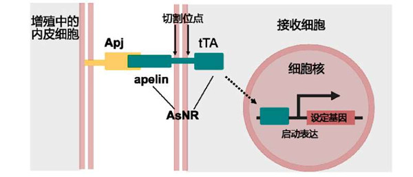 15887237524026.jpg 示意图_副本.jpg