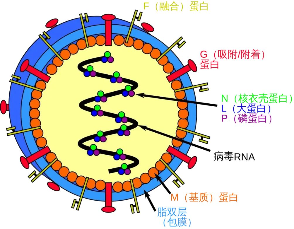 尼帕病毒在印度流行，我们需要关注什么？