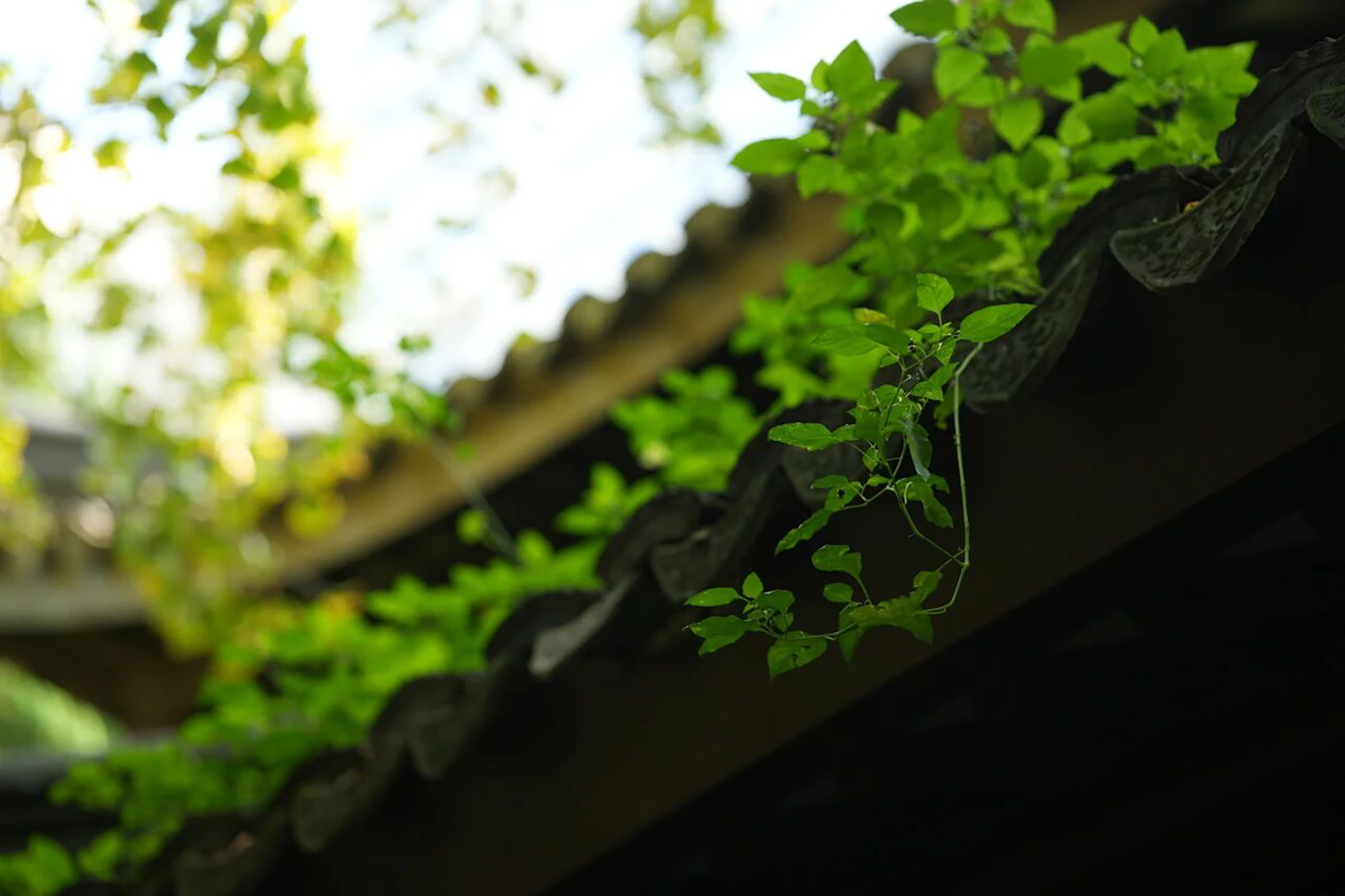 倾听·疾光 | 不止罕见，他们也在重新定义“活着”